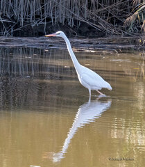 Ardea herodias occidentalis