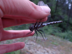 Rhionaeschna californica