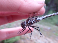 Rhionaeschna californica