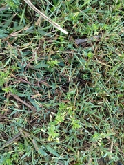 Glinus oppositifolius