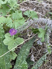 Echium vulgare pustulatum