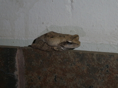 Chiromantis xerampelina