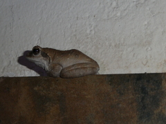 Chiromantis xerampelina