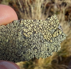 Lecanora polytropa