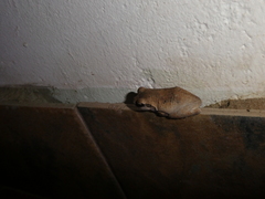 Chiromantis xerampelina