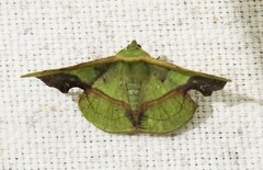 Fascellina plagiata