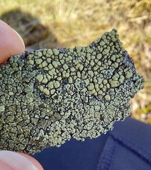 Lecanora polytropa
