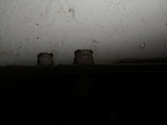 Chiromantis xerampelina