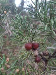 Juniperus phoenicea