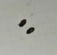 Carpophilus hemipterus