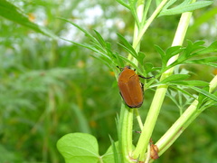 Hologymnetis cinerea