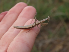 Yersiniops solitarius