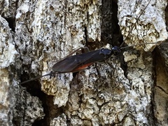 Atanycolus cappaerti