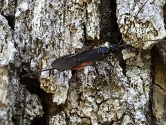 Atanycolus cappaerti