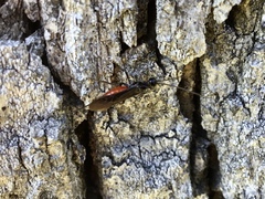 Atanycolus cappaerti