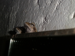 Chiromantis xerampelina