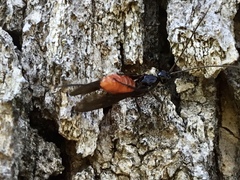 Atanycolus cappaerti