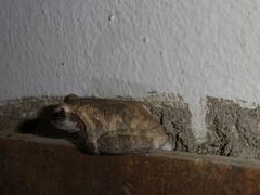 Chiromantis xerampelina