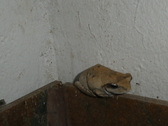 Chiromantis xerampelina