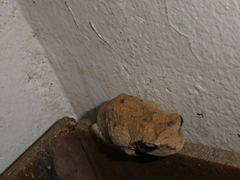 Chiromantis xerampelina