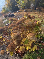 Hydrangea paniculata