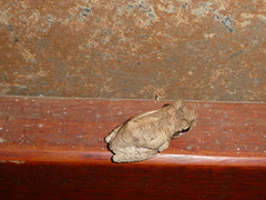 Chiromantis xerampelina