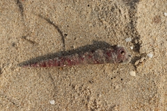Turritellinella tricarinata
