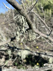 Ramalina subleptocarpha