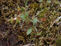 Epilobium minutum