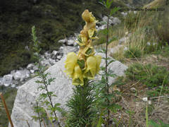 Aconitum anthora