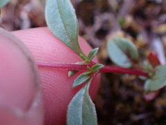 Epilobium minutum