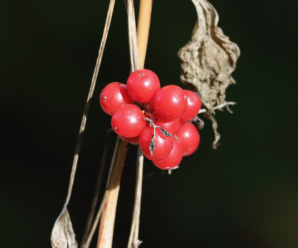 Dioscorea communis, Cambridgeshire, UK, by jerry2018
