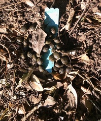 Sylvilagus aquaticus