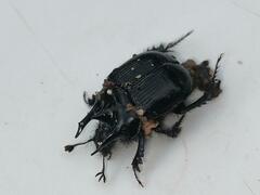 Typhaeus typhoeus