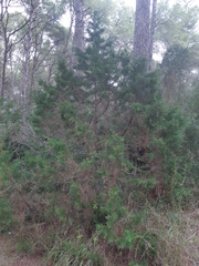 Juniperus phoenicea