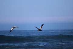 Theristicus melanopis