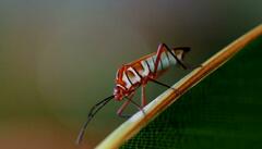 Hypselonotus interruptus