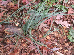 Allium vineale