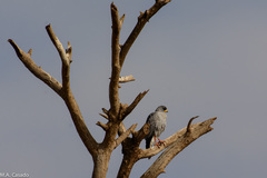 Melierax poliopterus