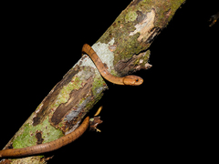 Pareas carinatus