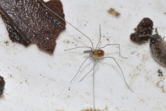 Mitostoma chrysomelas