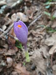 Crocus serotinus
