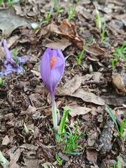 Crocus serotinus