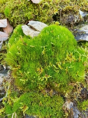 Flexitrichum flexicaule