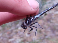 Rhionaeschna californica