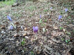 Crocus serotinus
