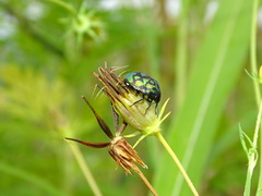 Orsilochides variabilis