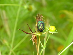 Orsilochides variabilis