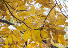 Carya tomentosa