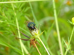 Orsilochides variabilis